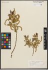 Foto von Salix triandra L.